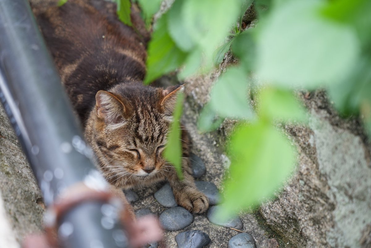 nekomalk_catCAM's tweet photo. 細道の中のそのまた奥に。#ねこ #猫写真 https://t.co/ywmuM40KiC