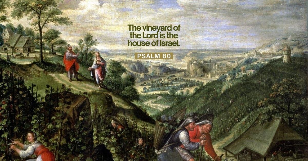 FOCUScatholic's tweet photo. In Scripture, the vineyard is often an image of God’s people and His loving care for them. 

He plants, cultivates, and tends to His vineyard, inviting it to bear good fruit.

How are you attentive to the ways the Lord is tending to your heart?

#focuscatholic https://t.co/7Q8Rb9Y7ip