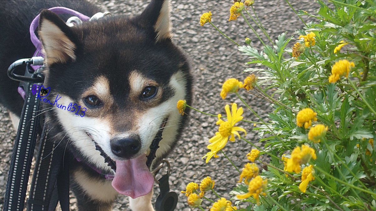 Ren_Kun0513's tweet photo. ✨💛おはようございます💛🐶✨
#マーガレットコスモス #お花男子 #TLを花でいっぱいにしよう #お花 #花 #スマイル報告 #カメラ目線 #笑顔 #スマイル #smile #かわいい #可愛い #柴犬 #黒柴 #柴犬大好き #柴犬のいる幸せ #柴犬がいる暮らし #柴犬のいる暮らし #柴犬との暮らし https://t.co/Isoaezvzh8