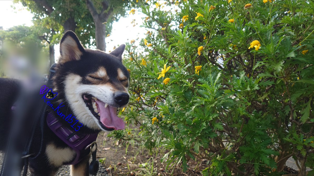 Ren_Kun0513's tweet photo. ✨💛おはようございます💛🐶✨
#マーガレットコスモス #お花男子 #TLを花でいっぱいにしよう #お花 #花 #スマイル報告 #カメラ目線 #笑顔 #スマイル #smile #かわいい #可愛い #柴犬 #黒柴 #柴犬大好き #柴犬のいる幸せ #柴犬がいる暮らし #柴犬のいる暮らし #柴犬との暮らし https://t.co/Isoaezvzh8