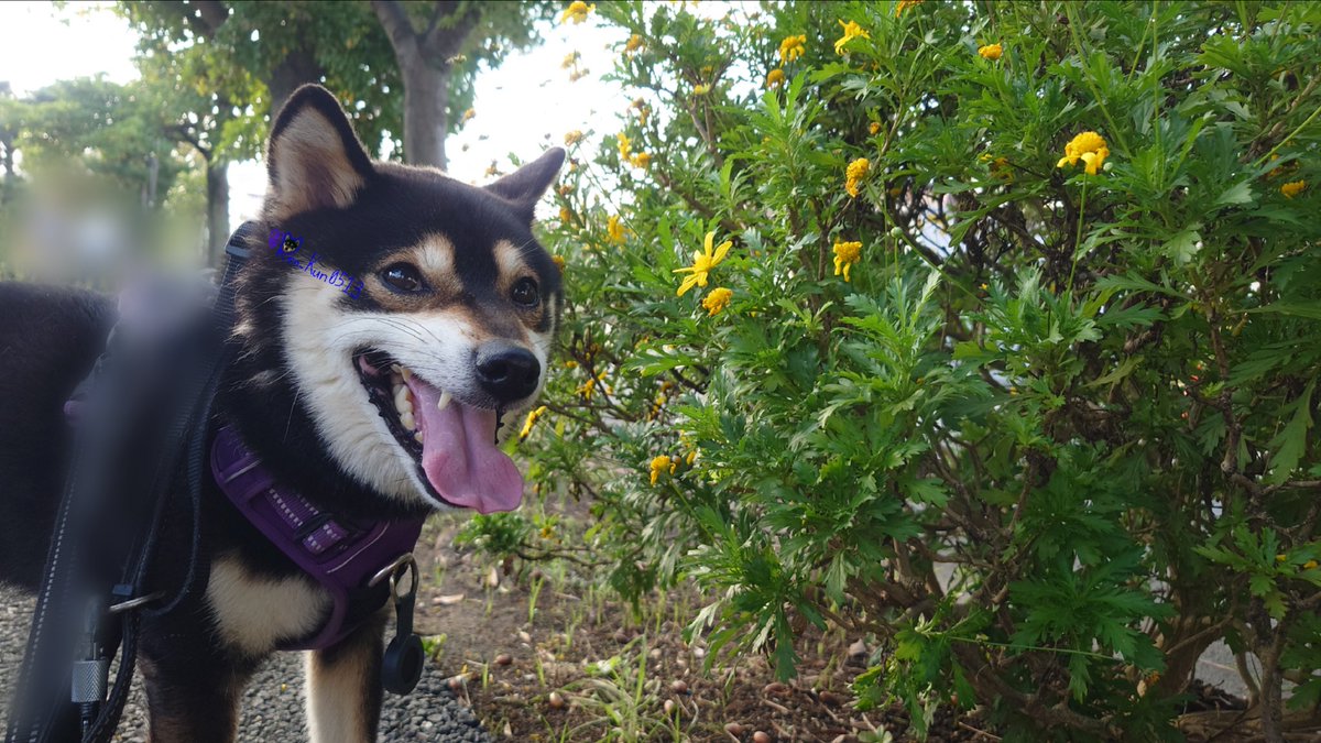 Ren_Kun0513's tweet photo. ✨💛おはようございます💛🐶✨
#マーガレットコスモス #お花男子 #TLを花でいっぱいにしよう #お花 #花 #スマイル報告 #カメラ目線 #笑顔 #スマイル #smile #かわいい #可愛い #柴犬 #黒柴 #柴犬大好き #柴犬のいる幸せ #柴犬がいる暮らし #柴犬のいる暮らし #柴犬との暮らし https://t.co/Isoaezvzh8