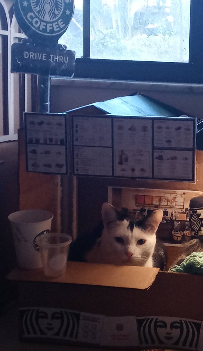 cattywaumpus's tweet photo. Hey @Starbucks 
I was tired of waiting for you to make your own holiday cardboard cat scratcher so I made my own https://t.co/RdKqNdhBlE