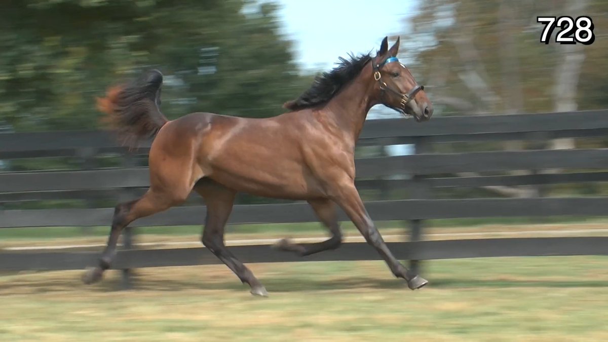 Alabarfarms's tweet photo. Want to see a special 𝐕𝐨𝐥𝐬𝐭𝐞𝐚𝐝 filly? Check out this excerpt from DRF Harness Digest with Steve Stewart from Hunterton Farms. 

Interestingly, the one horse that Stewart was eager to highlight is selling on the fourth night of the sale. HIP 728 Zoetry is a filly by 𝐕𝐨𝐥𝐬𝐭𝐞𝐚𝐝 and the first foal out of $801K winner Walner Payton.

“I don’t know who will top the first session, but I’m very confident that I know who will top the last session,” said Stewart about Zoetry.

“If she’s not the highest price on the last day, somebody got a very, very good buy. And the reason why I say that is because she’s just a very, very special filly. She’s 100% just like Walner Payton.”

🎥 https://t.co/vSDgRohEwl