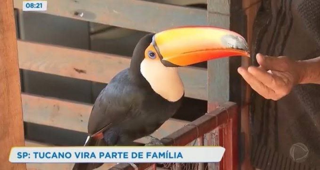 thenicestevil's tweet photo. infelizmente vamos ter que militar pela reconstrução do psdb https://t.co/5ot9C8uuFT