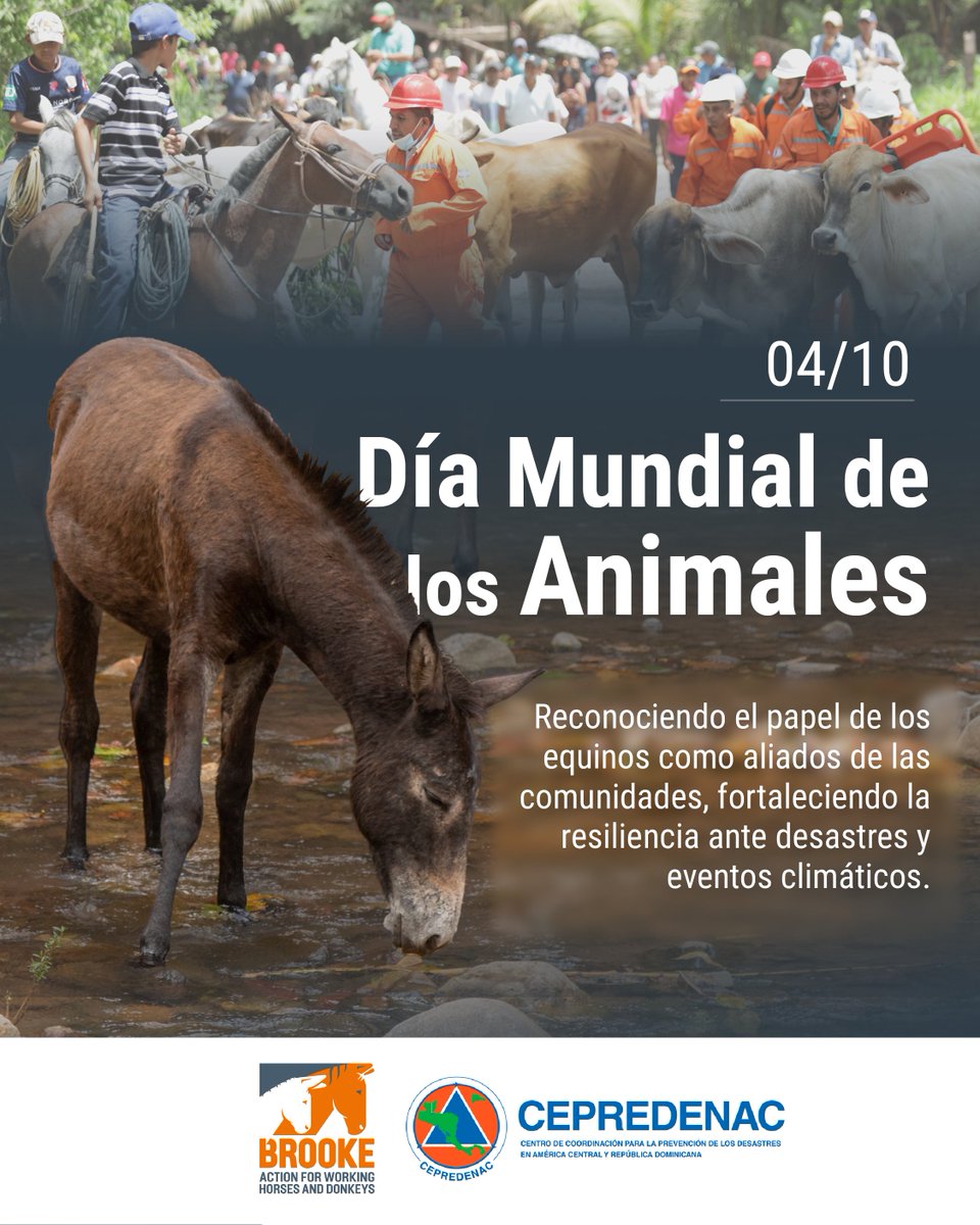 CEPREDENAC's tweet photo. 🐴4 de octubre | Día Mundial de los Animales

Este año, la invitación es a cambiar nuestra forma de ver a los animales y comenzar a mirar el mundo a través de sus ojos. https://t.co/ESTGgyld5k