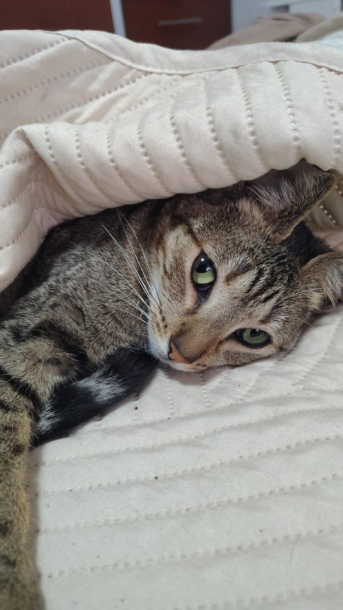 cutieroha_'s tweet photo. hola quiero q vean a mi gata bella mosha :'3 https://t.co/R1X1pB5Lsb