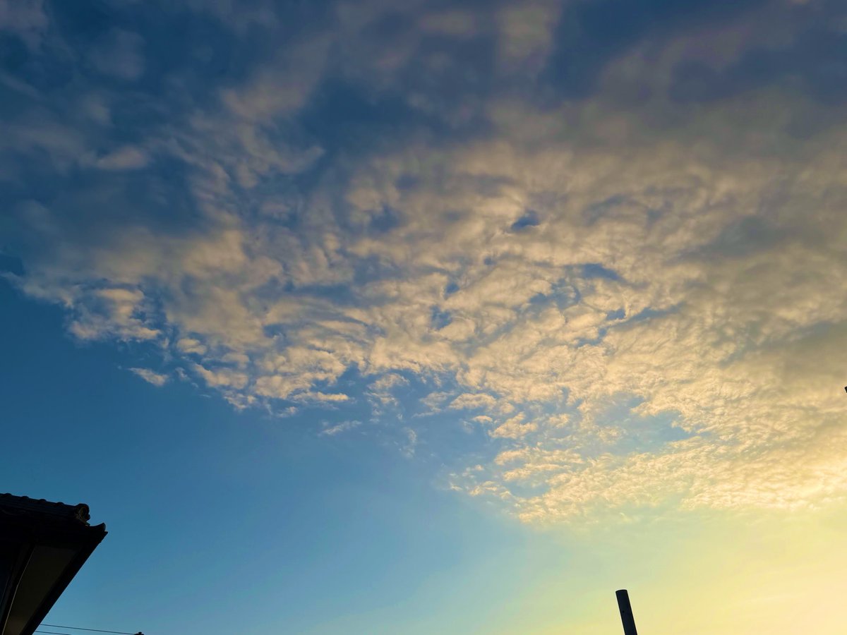 thecraterjp's tweet photo. 長い長い雨と分厚い雲に覆われた日々が終わると夏はすっかりどこか遠くへ去ってしまった後だった。秋の空は遠慮がちに空の高くまで広がって微笑んでいるようだった。今日も空は雲に覆われているけどその向こう側には澄んだ秋の空が広がっていることだろう。息を深く吸って吐いておはようございます。菊 https://t.co/xikKcPWpla