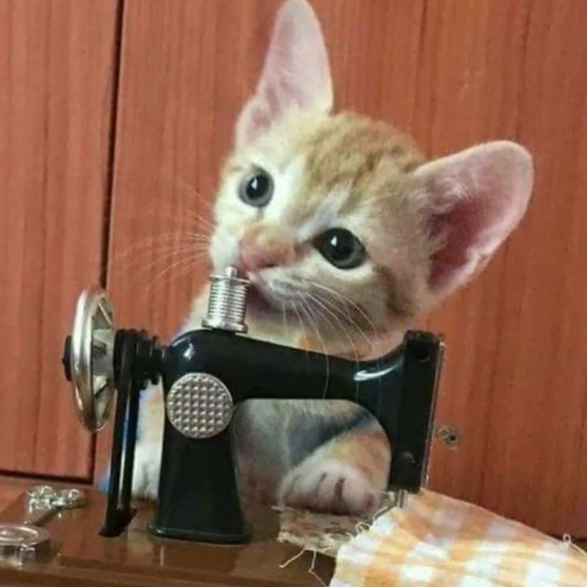hilardorado's tweet photo. // También ofrezco traje-, menciones https://t.co/0qB2vQQ46X