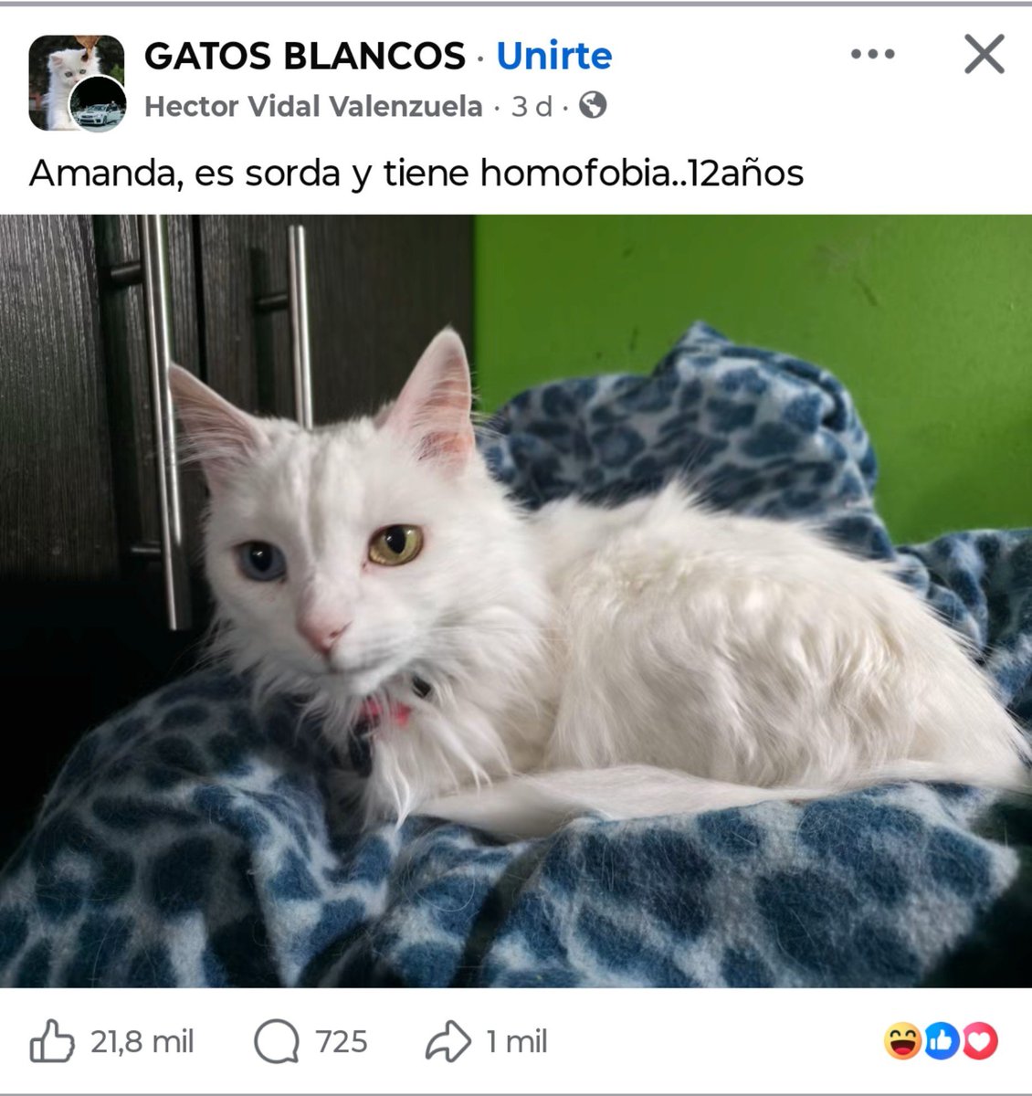 ilvskenmaa's tweet photo. re gila Amanda ahora no la adopto ni en pedo https://t.co/kduHksLnGj