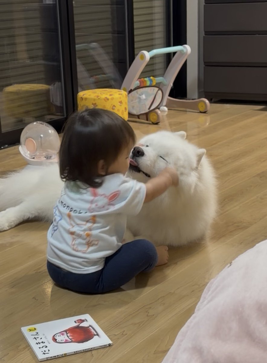 kohaku_Samoyed's tweet photo. 飼い主には見せない顔してる https://t.co/1GsdTGay7h