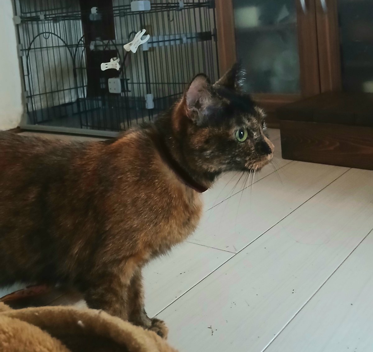 IshideDen's tweet photo. 14日間を予定していた新猫トライアル、中止することにしました。
自発的にカリカリを食べ、うんちもし健康管理ができるようになったため、譲受完了として正式にうちの子になることになりました。

紅(べに)といいます。2歳になったばかりのメス。よろしくどうぞ。 https://t.co/2ZF5vXtjfB