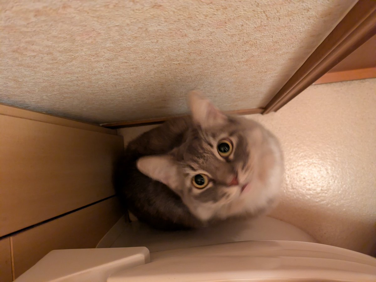 mon2mon2mon's tweet photo. トイレに侵入したムギちゃん https://t.co/NkO14fwcRl