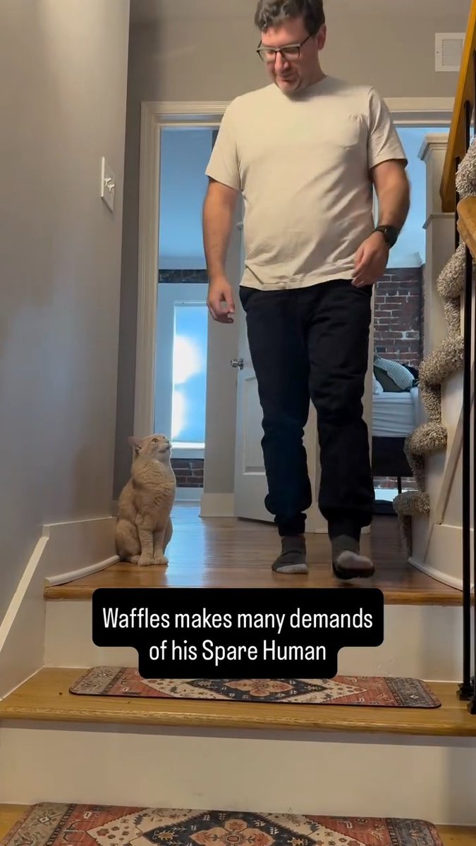 An orange cat named Waffles sits on a wooden staircase looking up at a man in a beige t-shirt and black pants, with a caption reading 'Waffles makes many demands of his Spare Human'.