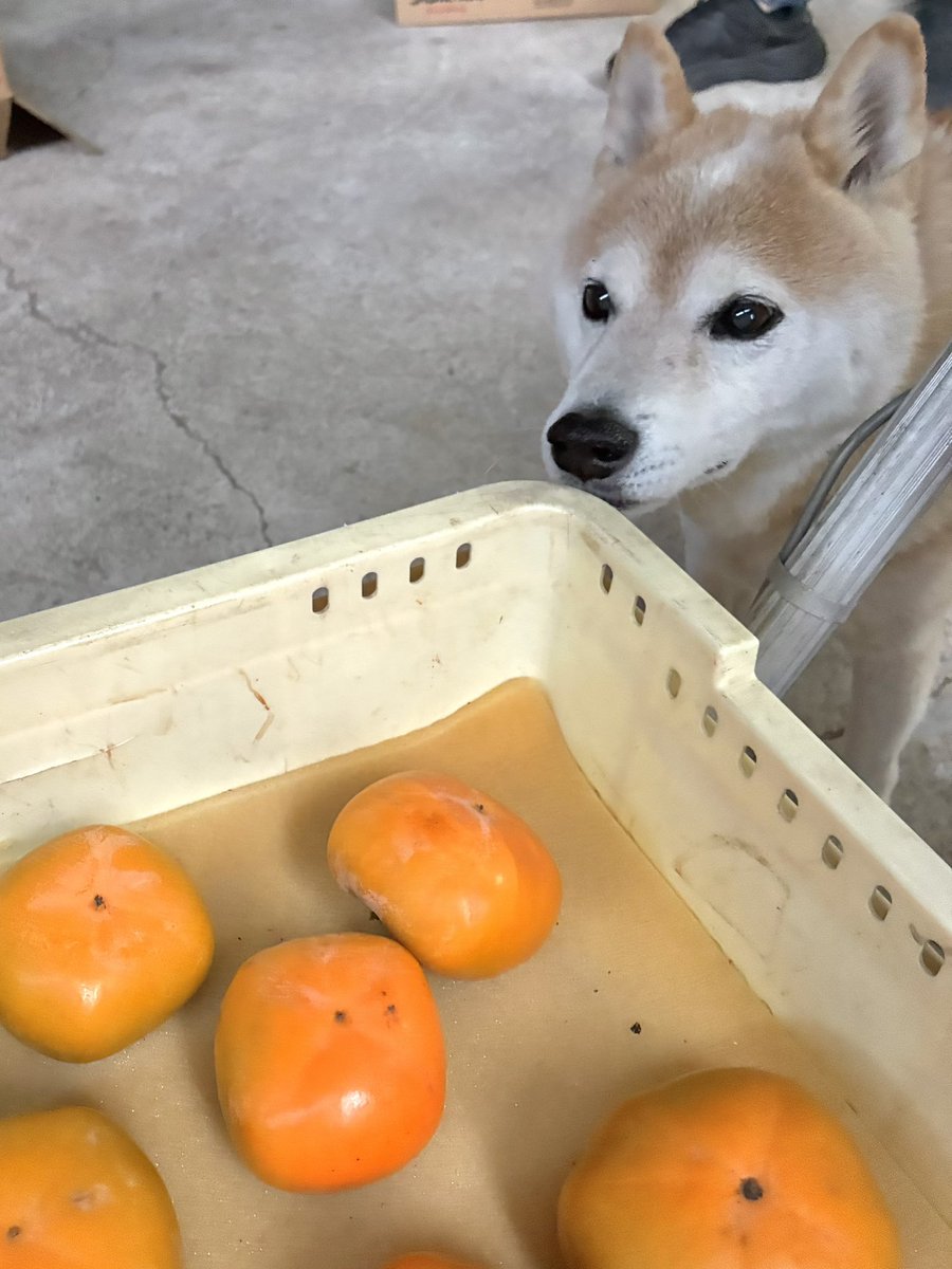 inu_10kg's tweet photo. おはようさん
ツヤツヤの犬とツヤツヤの柿みて今日も一日なんとか

今年も収穫はじまって犬も忙し忙しです https://t.co/5F0C2pzHFu