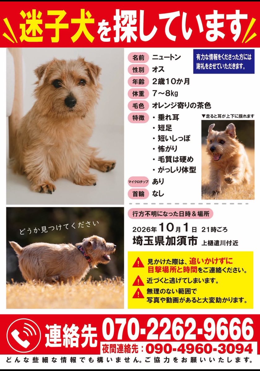 e_m_m_a_0123's tweet photo. たくさんの方に拡散にご協力頂き感謝しております。
10/3夜間に羽生で目撃されたそうです。
近隣の方で見かけた方はご一報いただけますと幸いです。
#迷子犬
#迷い犬
#埼玉県
#羽生市
#加須市 https://t.co/WHr0UiPl8W