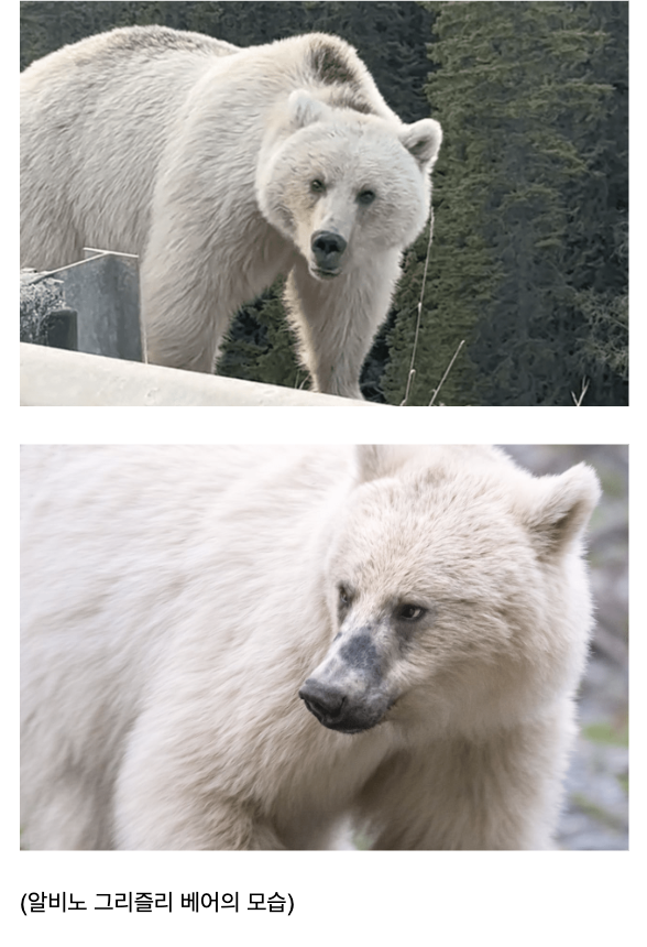 laterinfo_'s tweet photo. 아니 저 북극곰 아니라구요!! 춥다구요!! https://t.co/fW5k7yJV9E