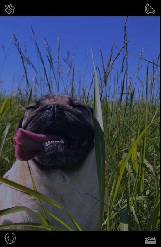 LauOntiveros's tweet photo. Puppies share trivial happy news with people through lively barking. Their emotional resonance doubles the happiness of ordinary life.🛑Picking Raspberries The raspberries are portioned https://t.co/nbuozVYXc6