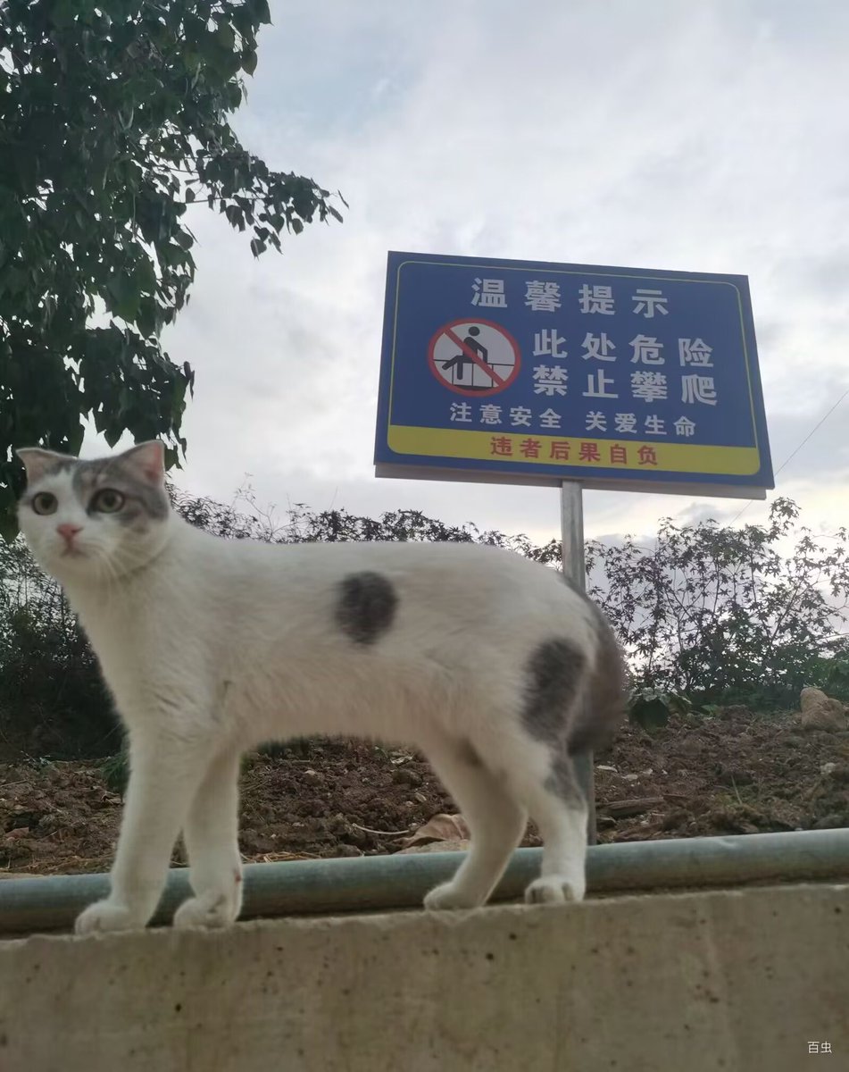 Lalalalaluk's tweet photo. 小咪是丈肓 https://t.co/QsBVhaOK6q