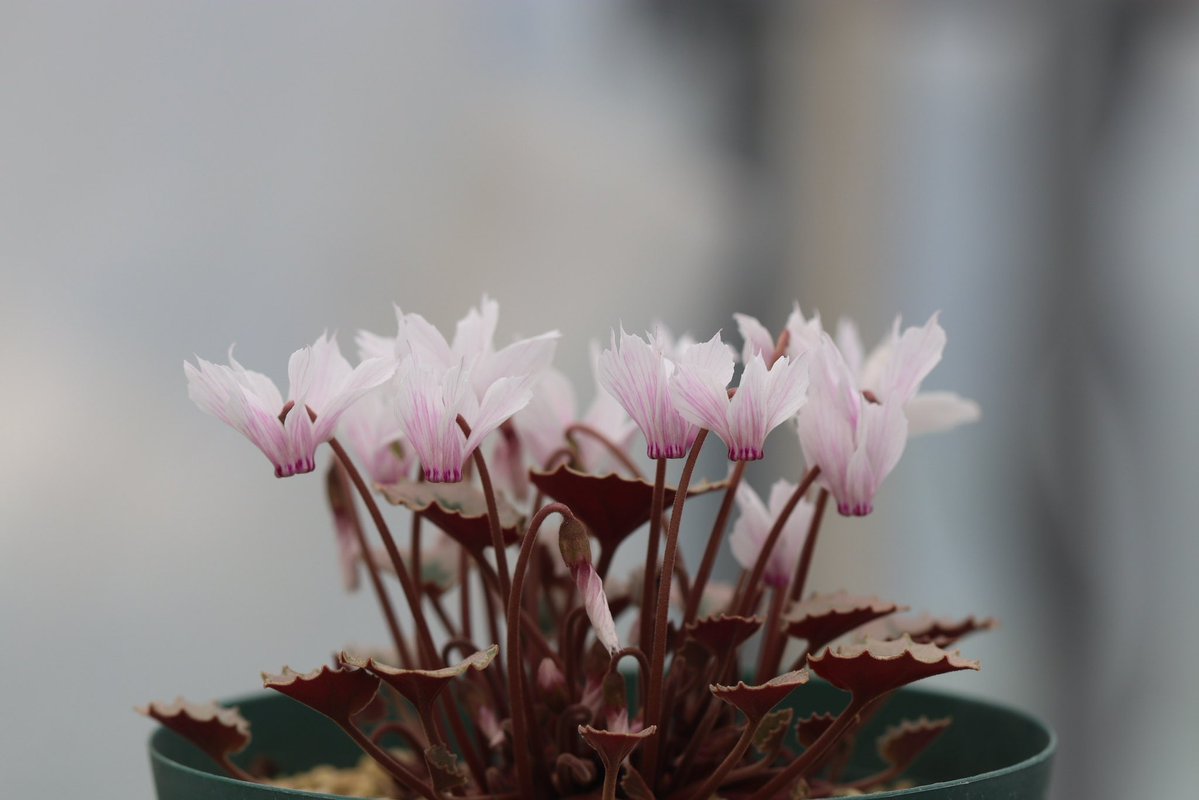 OhgiNursery's tweet photo. Cyclamen mirabile 'Tilebarn Nicholas' striped fl./シクラメン・ミラビレ’タイルバーンニコラス’ストライプ花　

だいぶ株が大きくなってきました。

先シーズン多少種が採れていたようです。

#cyclamen #シクラメン #原種シクラメン https://t.co/evYUo1JNW3
