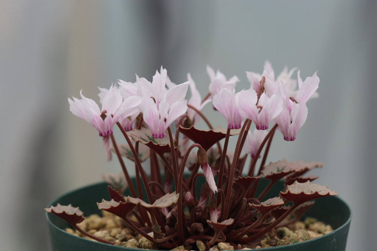 OhgiNursery's tweet photo. Cyclamen mirabile 'Tilebarn Nicholas' striped fl./シクラメン・ミラビレ’タイルバーンニコラス’ストライプ花　

だいぶ株が大きくなってきました。

先シーズン多少種が採れていたようです。

#cyclamen #シクラメン #原種シクラメン https://t.co/evYUo1JNW3