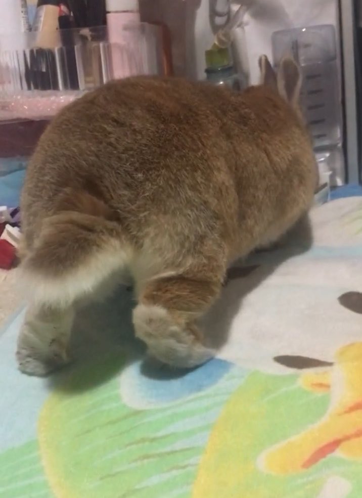 ame_tsukune's tweet photo. つくちゃん🐰❤
うさけつようび❤

どんなおちりも可愛いね♡

#うさけつようび 
#うさけつ曜日 https://t.co/ZLDpEoMuRX