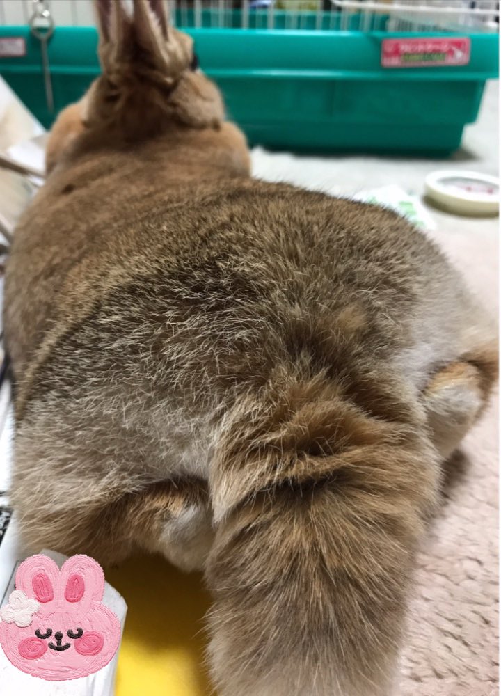 ame_tsukune's tweet photo. つくちゃん🐰❤
うさけつようび❤

どんなおちりも可愛いね♡

#うさけつようび 
#うさけつ曜日 https://t.co/ZLDpEoMuRX
