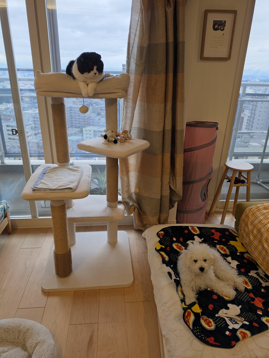 DensukeIde's tweet photo. 上下関係？
落ち着ける場所がお互い違うよね。
#ボロビション #ふくのすけ #fukunosuke #gonsuke #スコティッシュフォールド https://t.co/hIQ2wsI70T