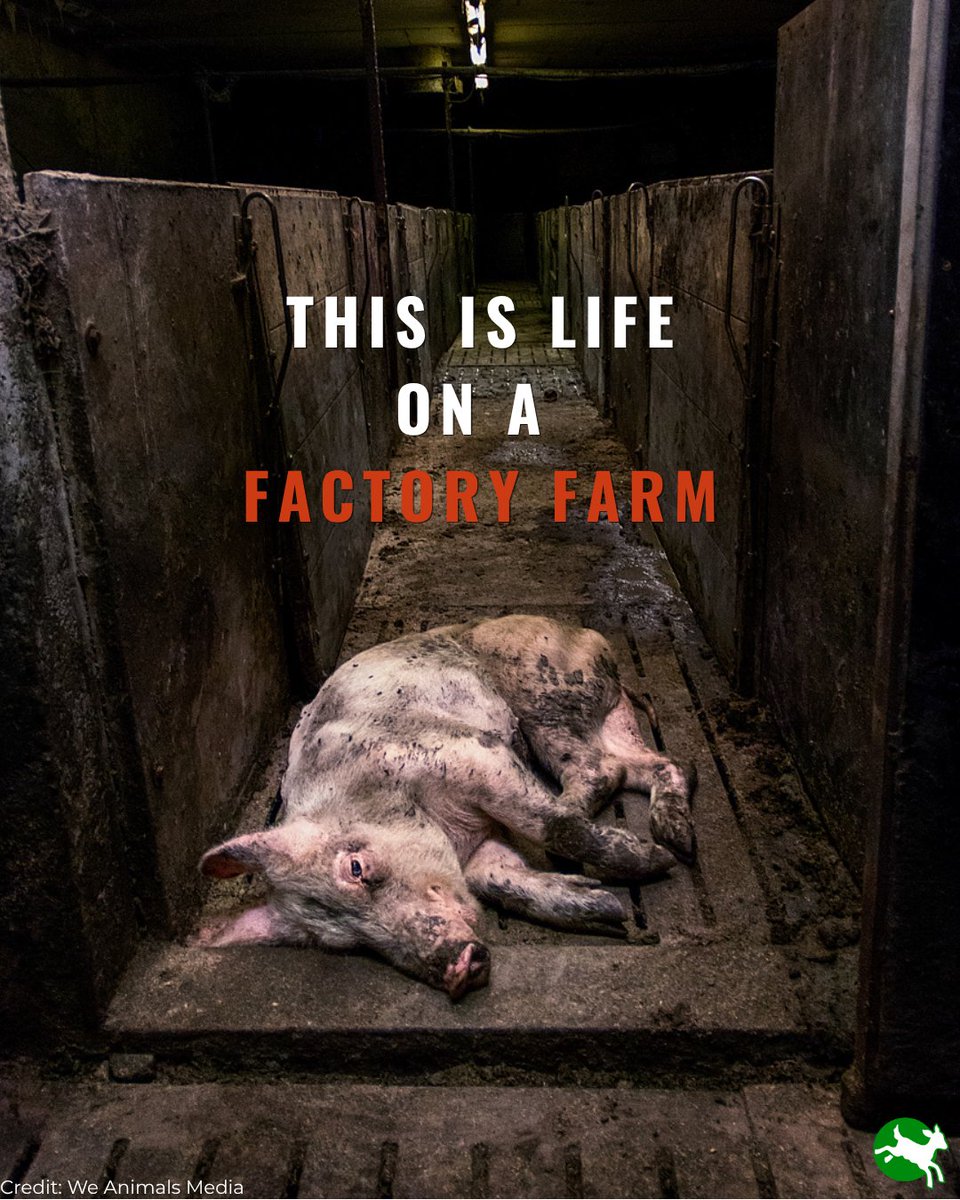 ciwfusa's tweet photo. This is animal cruelty. 

#factoryfarming #animalfarm #animalwelfare https://t.co/s4M1YHUMZ9