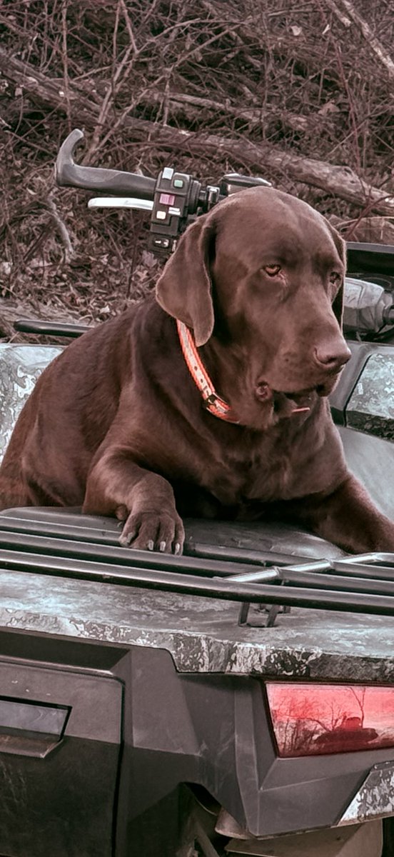 sa70942's tweet photo. @BillMelugin_ Moses “Mo Mo” says family finds family in Heaven, Axe will find you again! https://t.co/qY1X0ecgMs