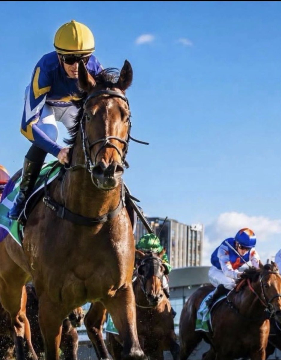 StrongBldStock's tweet photo. Two talented 4yo’s head to the races today 💪 . ICE KOOL ❄️ steps out on his home track in race 7 with @zaclloydx taking the reins 🧊. Last start winner BOSS MODE 🥇 aims for back to back wins @brisbaneracingclub, @bella_youngberry on for @tjgollanracing. 🤞Good luck connections! https://t.co/oRRM1ZI96D