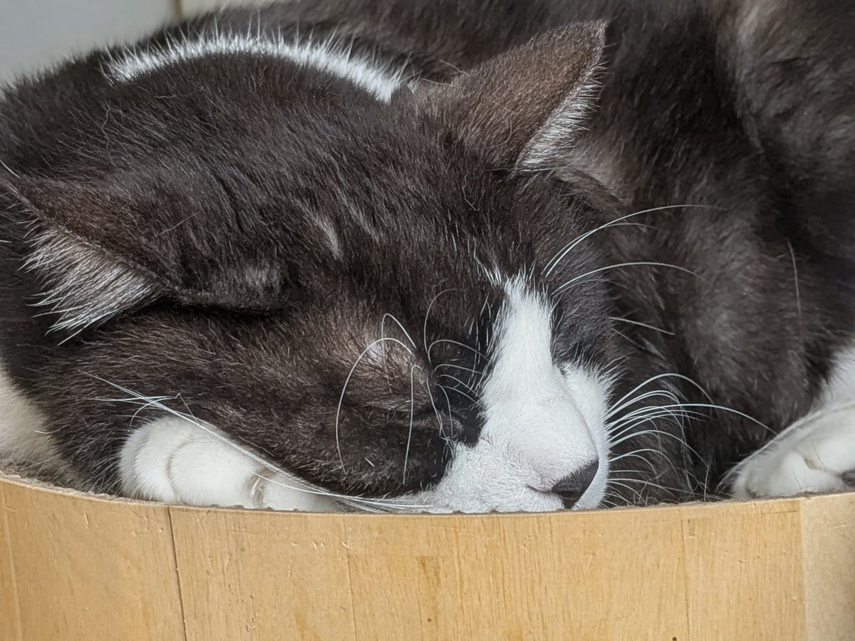 umiZme's tweet photo. おはちわれ〜！
眠り猫🐱 https://t.co/p3QuEQMasE