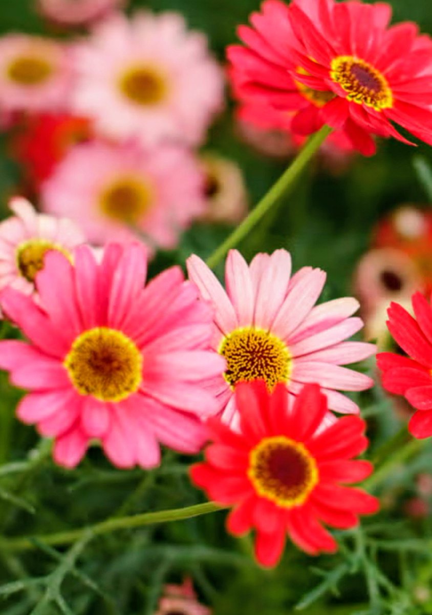 after50_chatgpt's tweet photo. 🌸10月5日生まれのあなたへ
誕生花は ガーベラ。
花言葉は 希望。
明るく咲く花が、 心にあたたかな光を✨
新しい一週間のはじまり。
 あなたらしく。
今日の一歩が、 未来の笑顔に🥰
よかったらフォローしていただけると嬉しいです🌸
#誕生花 #花言葉 #花のある暮らし #50代からの挑戦 https://t.co/NZRvOlpirE