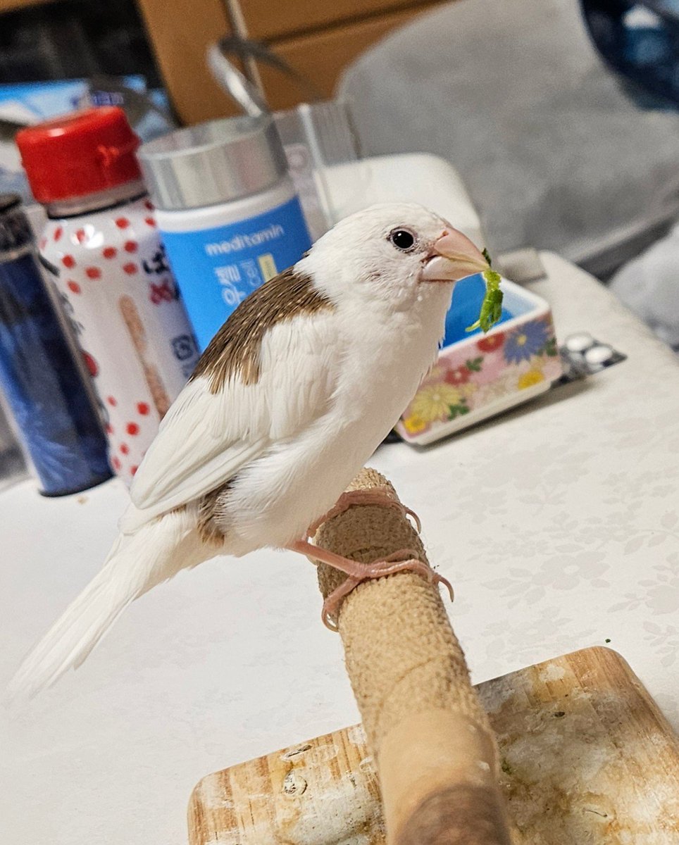 green_rose1010's tweet photo. 🦜小鳥タロット
今日のカード　太陽 逆位置

「まー」は
いつもより少しのんびり

でも　大好きな豆苗を
あげた途端　目がキラッ✨

大きな幸せじゃなくても
こんな小さな喜びで
心が明るくなるんだね

何もかも順調じゃなくていい
小さな「うれしい」を
一つ見つけられたら
それだけで素敵な一日だね https://t.co/eFPY6cB4rS