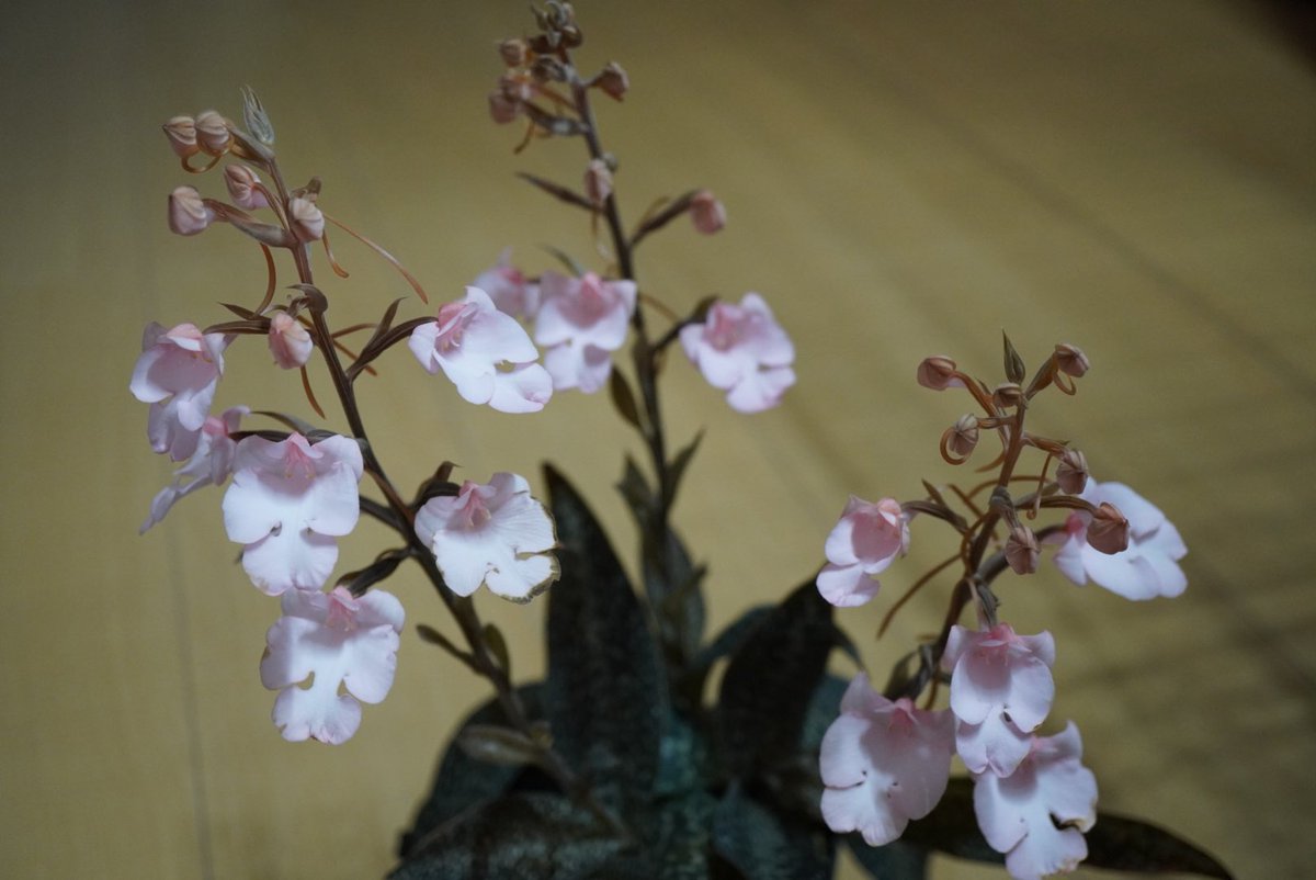aaorange's tweet photo. Habenaria carnea
下から傷んでくるので、撮影しどきがよく分からず https://t.co/M7oL2o9cDm