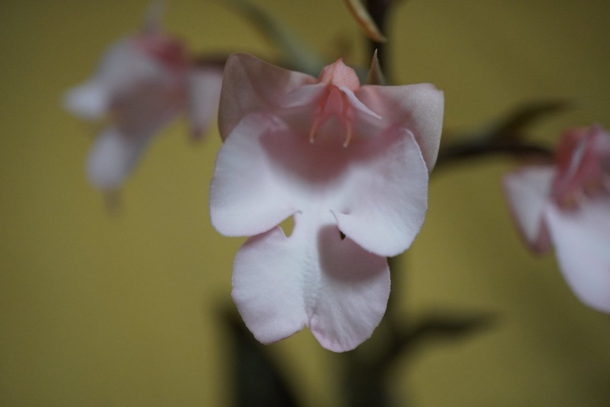 aaorange's tweet photo. Habenaria carnea
下から傷んでくるので、撮影しどきがよく分からず https://t.co/M7oL2o9cDm