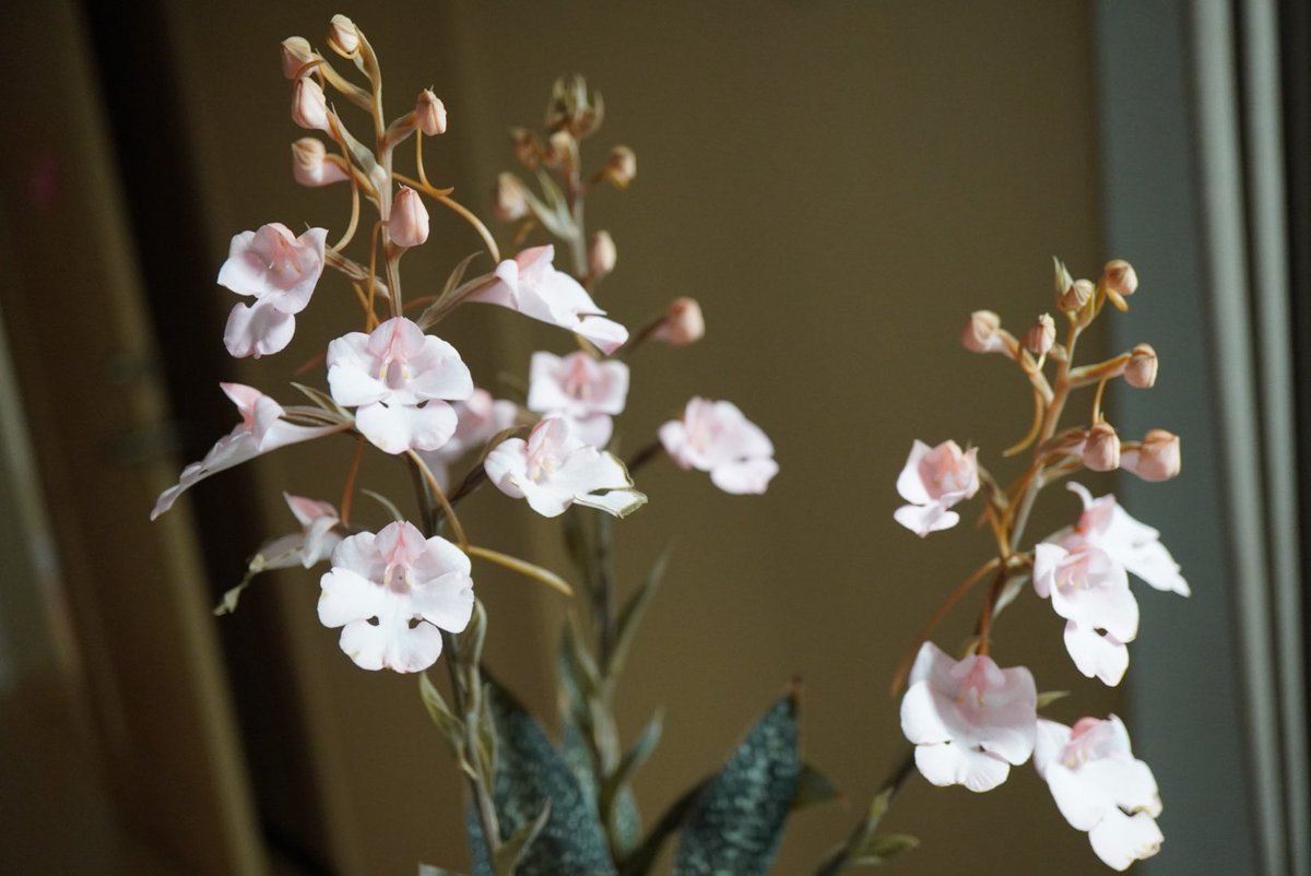 aaorange's tweet photo. Habenaria carnea
下から傷んでくるので、撮影しどきがよく分からず https://t.co/M7oL2o9cDm