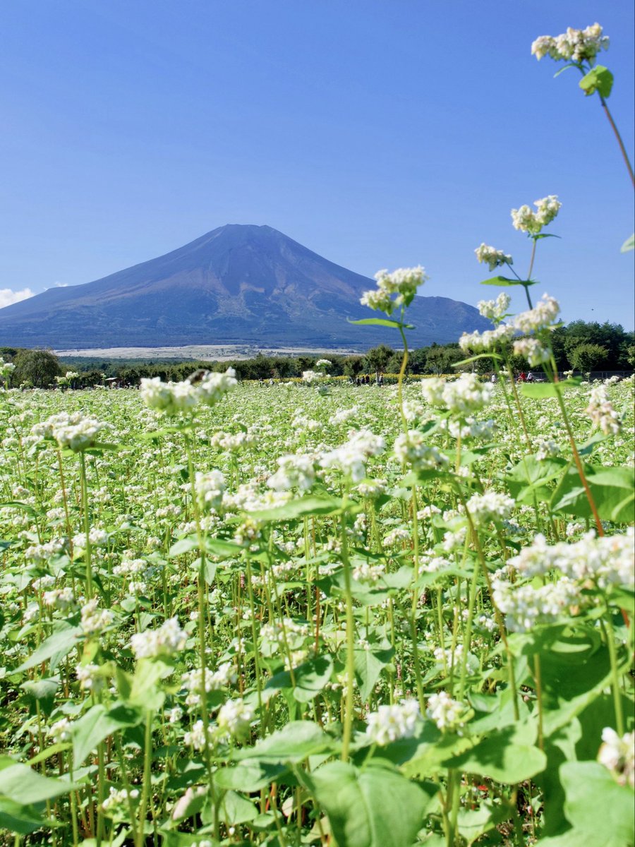 azukimochi_2nd's tweet photo. 山中湖花の都公園からの富士山×蕎麦の花が美しかった https://t.co/ZDPriymOw2