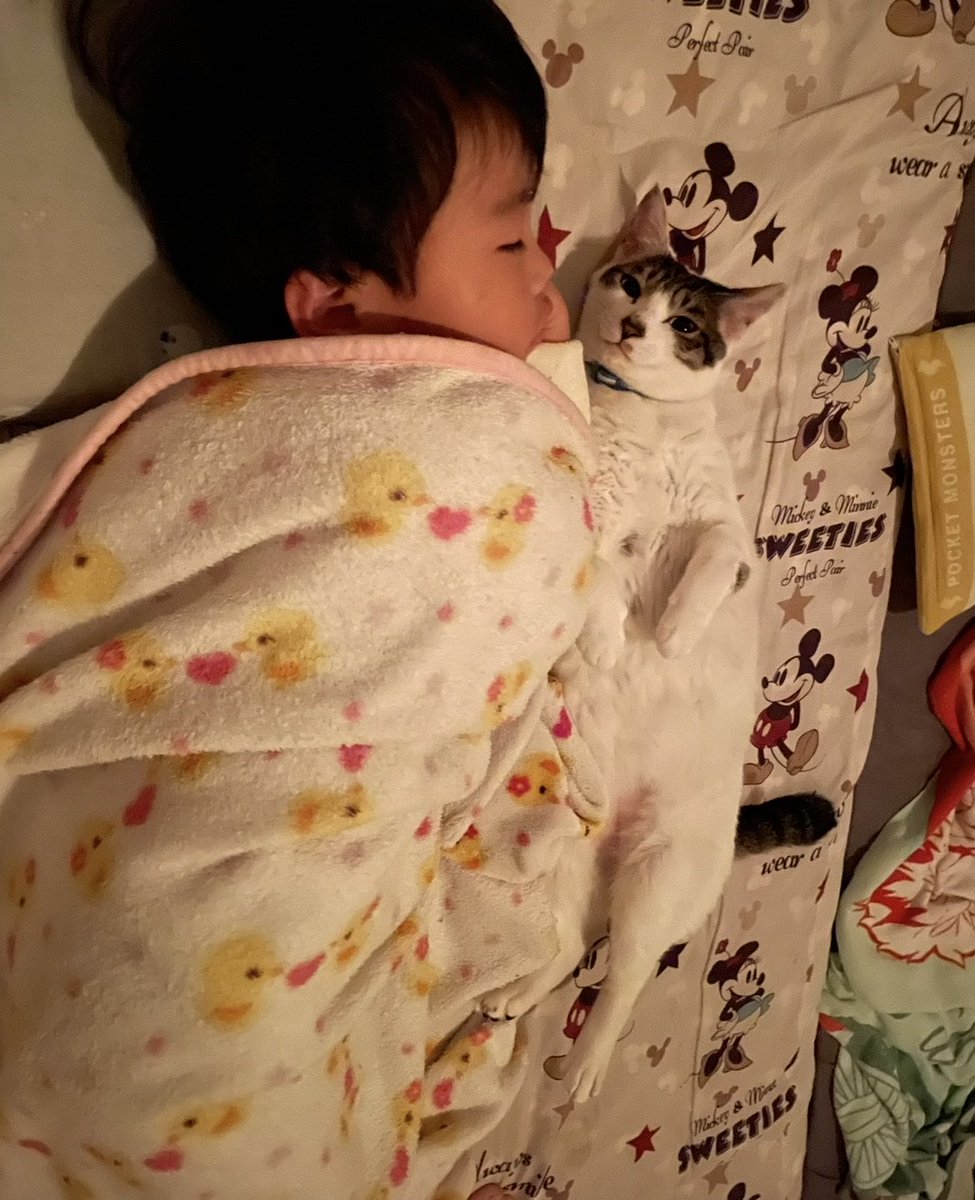 R453374510's tweet photo. 『まだ眠そうだから起こさんといてな』
的な視線を送ってきた弟猫と爆睡四歳児 https://t.co/AT42NgxNdg
