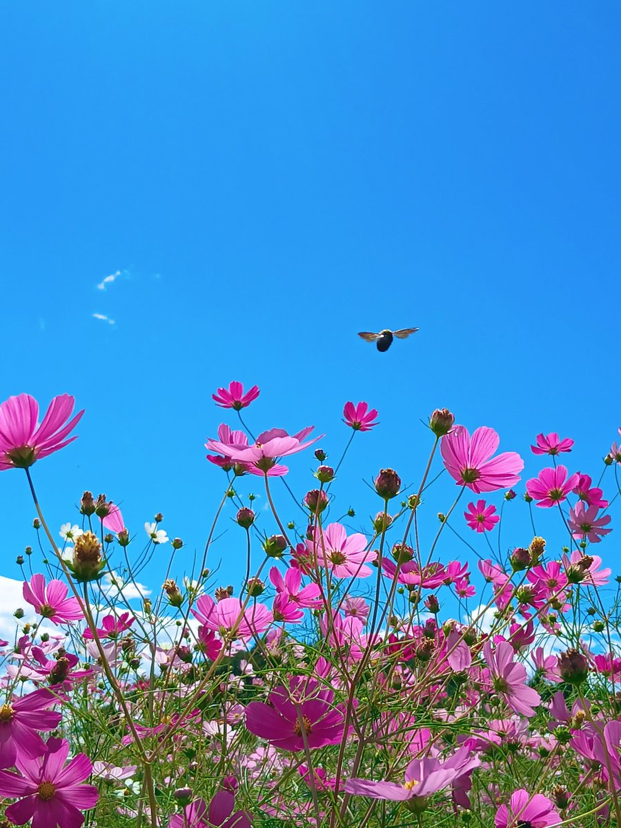 jdak2571's tweet photo. おはようございます
　　　🌸🐝 https://t.co/K7ugKslkEI