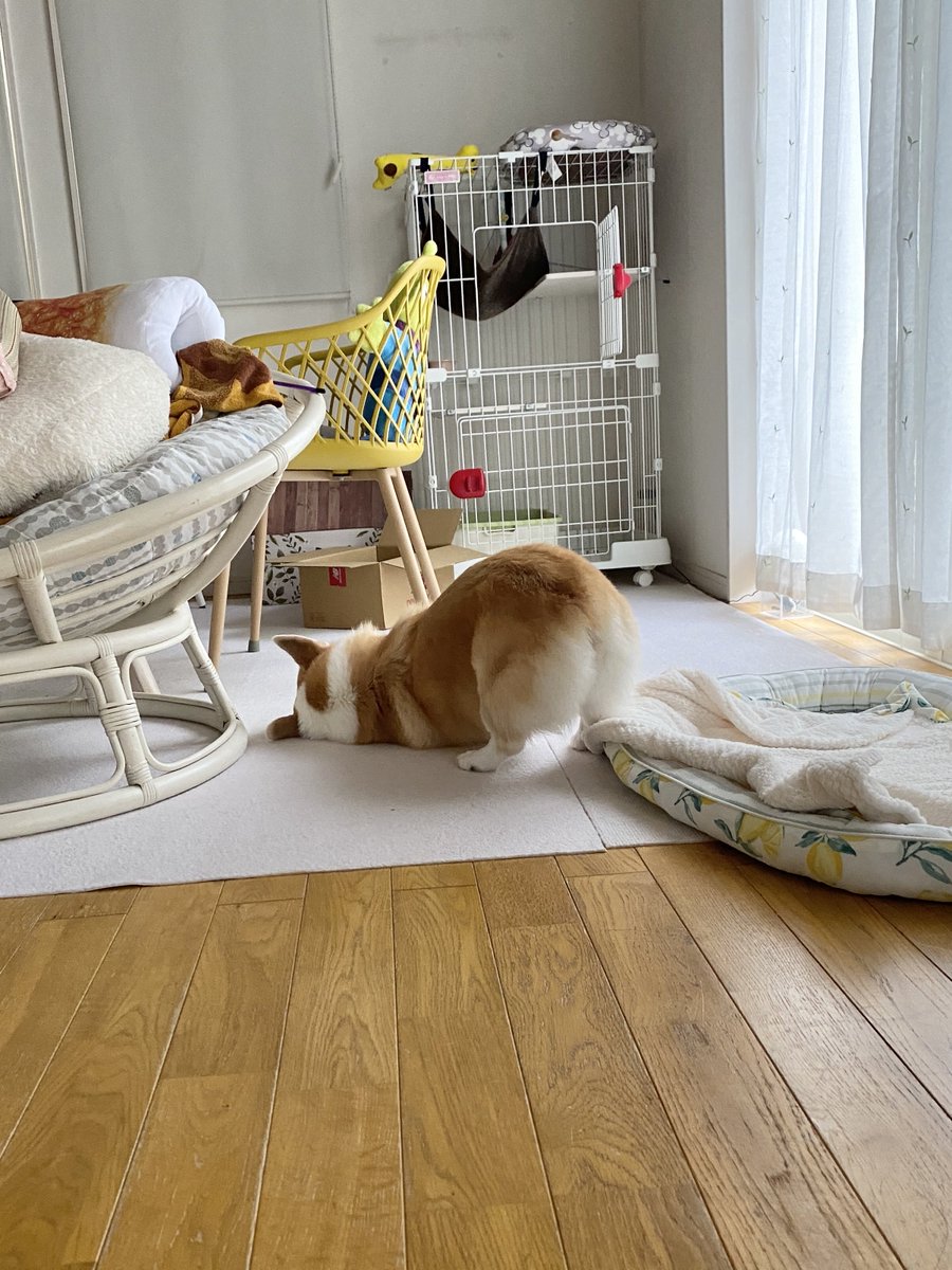 Banana_corgi7's tweet photo. けつようび https://t.co/wr0rpOXcwc