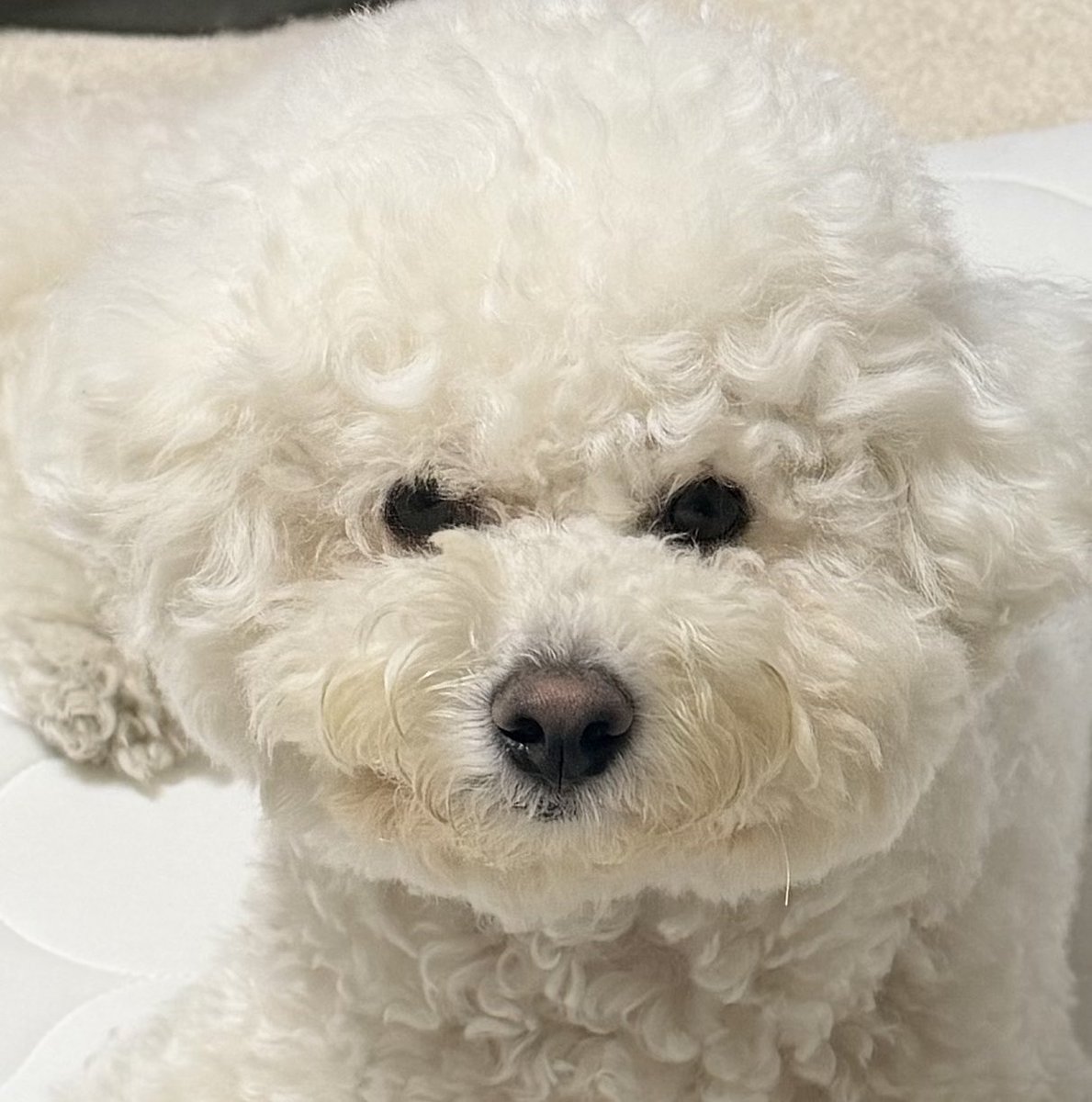 nuthakumochi's tweet photo. おはようございます🐶🐶🐾🐾 https://t.co/17vWETb5jn