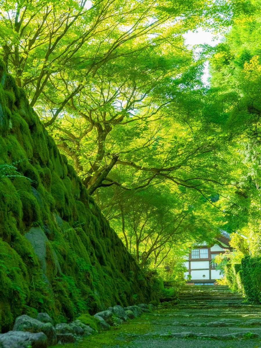 zw5150's tweet photo. 緑に包まれた参道🍃

本日も素敵な一日をお過ごしください😊
#正伝寺
#京都 https://t.co/Y3mIVQ1vEQ