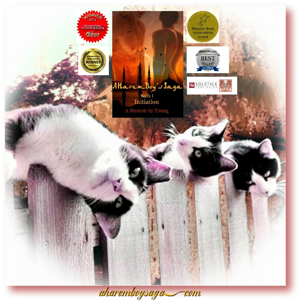 FoongFoo34491's tweet photo. INITIATION https://t.co/f3RRQxtYEn is a #lovestory between a young man and his chaperone while maneuvering through the mine-fields of a Middle Eastern harem in the mid-1960s.
#BookDistribution #bookstoread #BookRecommendation https://t.co/4StjzgEFtI