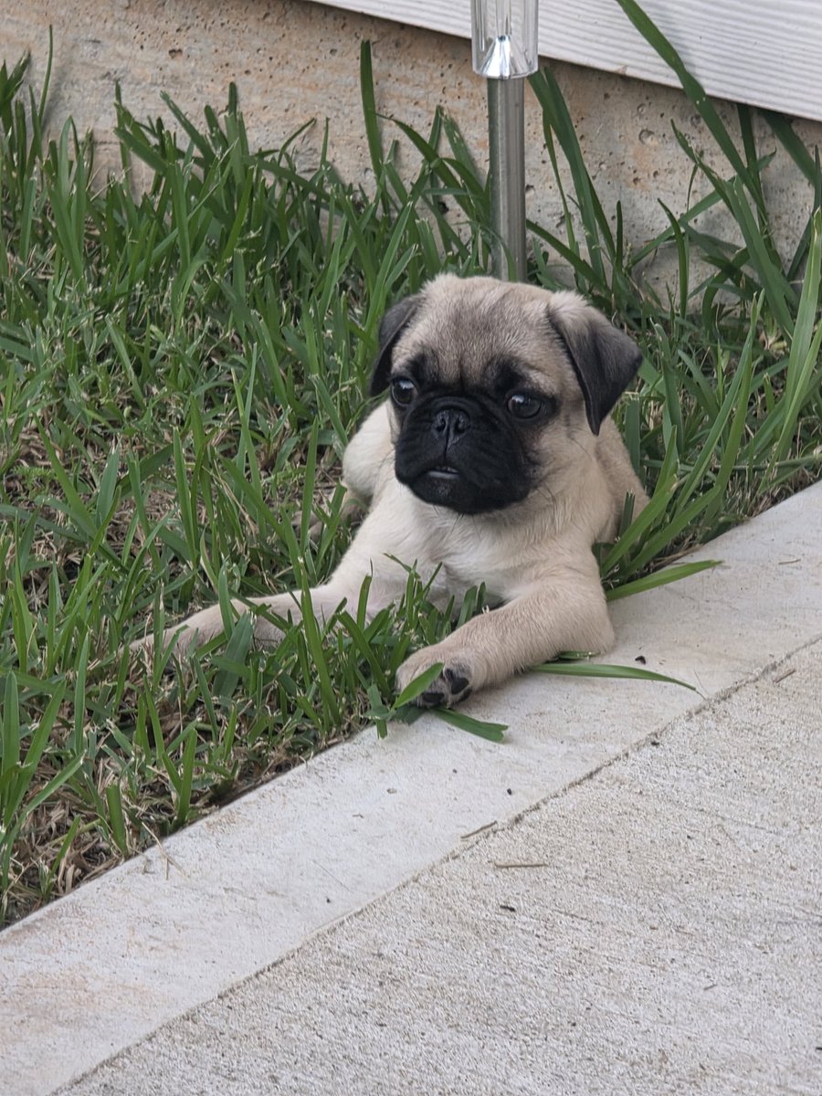 Burn_it_Down78's tweet photo. @Tazerface16 Nice, our new pug puppy Loki https://t.co/0wfHA0Gs6L