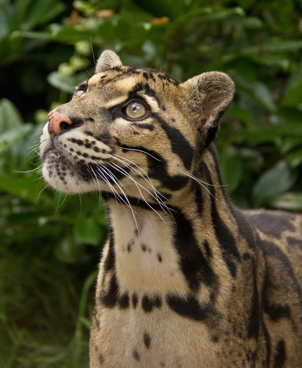 mammalsoftoday's tweet photo. mammal of the day 25: clouded leopard (neofelis nebulosa)

> found in: the himalayan foothills to southeast asia and southern china
> habitat: tropical and subtropical forest
> eats: monkeys, squirrels, birds, and wild pigs
> status: vulnerable

📸: Lee Elvin (CC BY-SA 3.0) https://t.co/6w4t9g9WxB