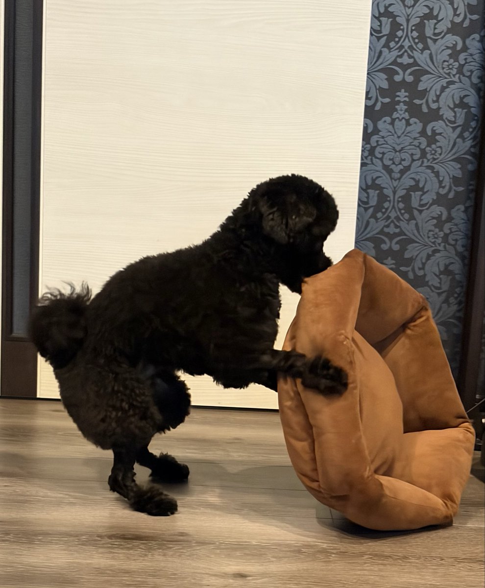 miimii64859's tweet photo. 朝から
お勤め頑張ってる！！
でもね、なかなか
うまくいかないの💦
でも諦めないよ。
#トイプードル #いぬとのしらし #犬好きさんと繋がりたい https://t.co/kxKs9jiE0j