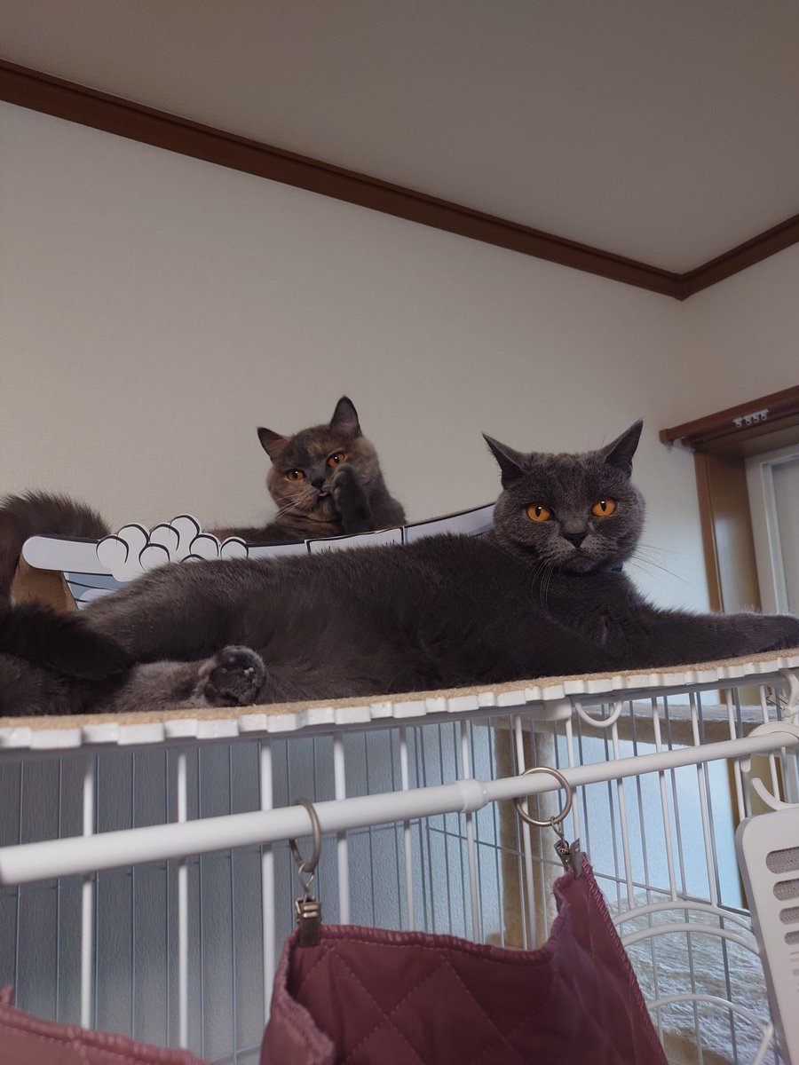 pote_rong's tweet photo. おはようございます。
今週も頑張って行きましょう。
#ブリティッシュショートヘア 
#猫のいる暮らし https://t.co/73aOqLGJkj