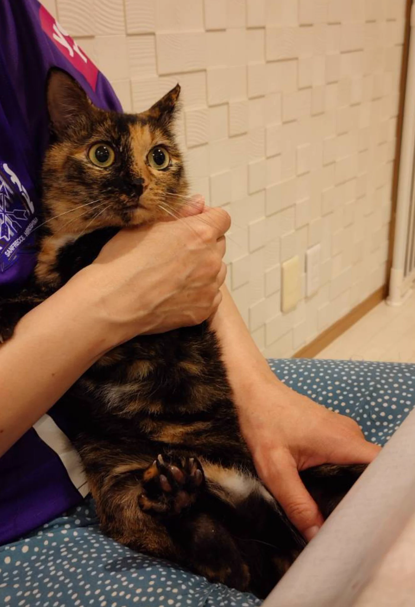 chichinanko保護猫を家族に🌿里親詐欺・虐待から動物たちを守りたい