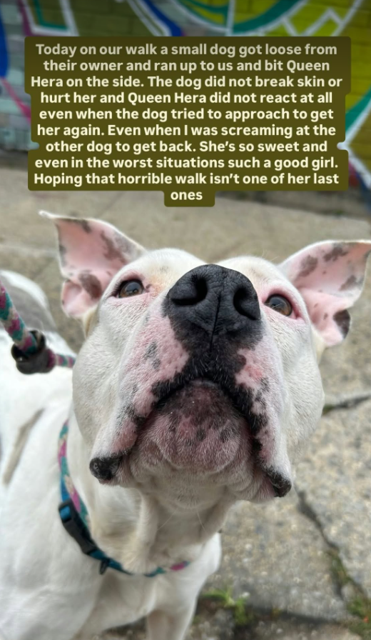 NMBewitched's tweet photo. Pardon Moi,
I am going to brag on a Rescue Only dog 

Queen Hera
Kill Command currently delayed 
https://t.co/GTQH14DIVu 
#FostersSaveLives 

On a what was to be her last walk today 
Queen Hera was attacked by a little dog who got away from their owner. The Little bit her on the side, no damage & then came back at her again. 

Queen Hera? 
This champ did not flinch, growl or try to bite✨
Complete composure & trust of her handler 

NYCACC has her Kill Listed for "Kennel Stress" 
Well guess what? 
Outside in the REAL WORLD she is collected & amazing 

Do NOT let them Kill this dog!
