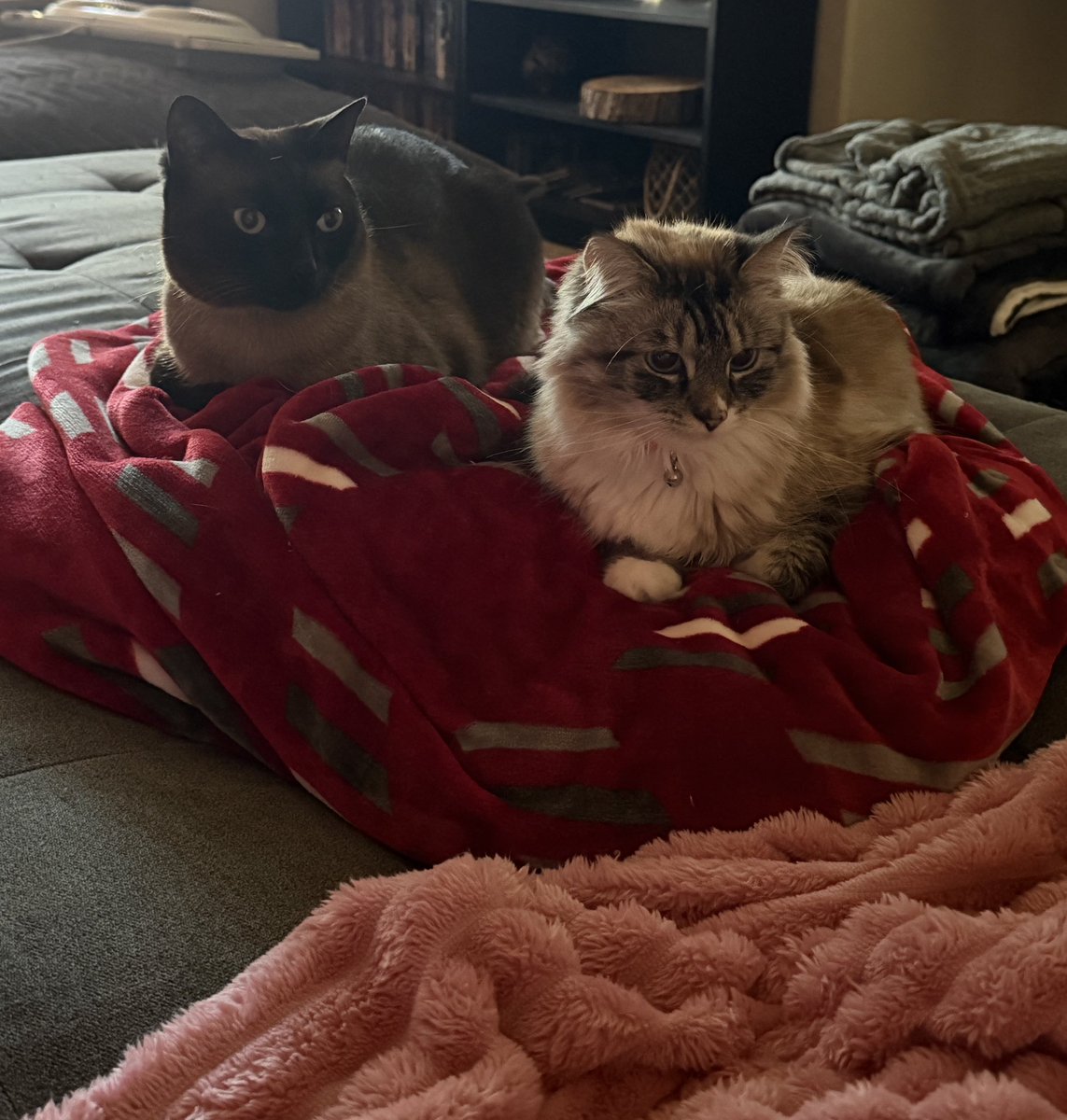 doeluvr's tweet photo. 2/3 cats 🤨 where is my 3rd https://t.co/qvxyYr7i5o
